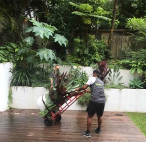 Moving with plants always requires planning and often requires special equipment to move greenery safely. 